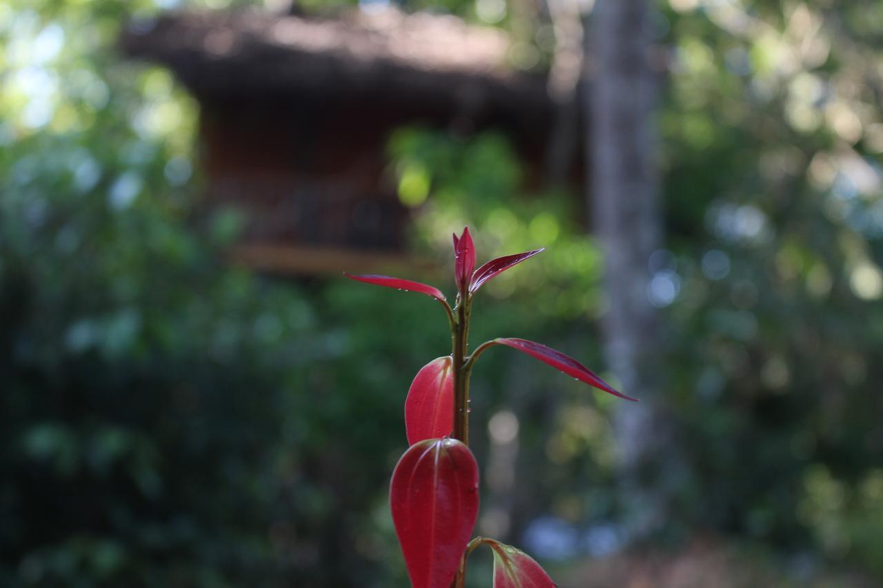 Tree House-Midigama Villa Weligama Eksteriør billede
